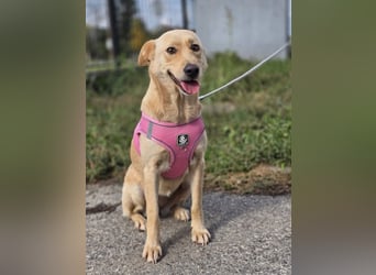 Zlatica❤️kleines Labbi-Mischlingsmädchen