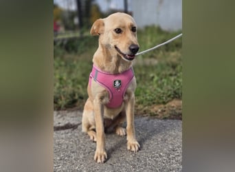 Zlatica❤️kleines Labbi-Mischlingsmädchen