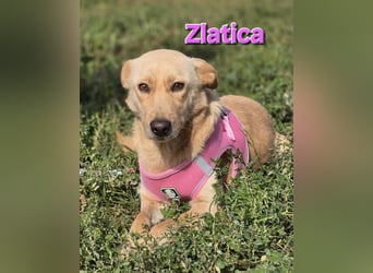 Zlatica❤️kleines Labbi-Mischlingsmädchen