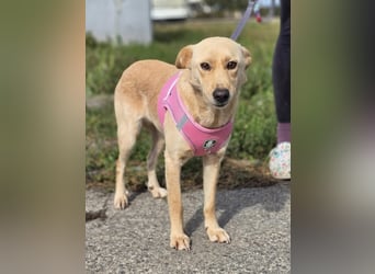 Zlatica❤️kleines Labbi-Mischlingsmädchen