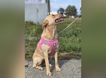 Zlatica❤️kleines Labbi-Mischlingsmädchen