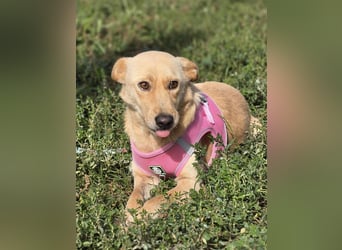 Zlatica❤️kleines Labbi-Mischlingsmädchen