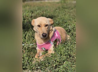 Zlatica❤️kleines Labbi-Mischlingsmädchen