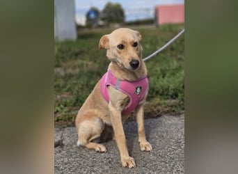 Zlatica❤️kleines Labbi-Mischlingsmädchen