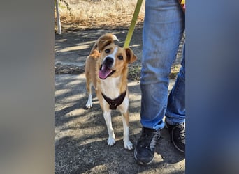 Süße Tilda sucht ihre Menschen Süße Tilda sucht ihre Menschen