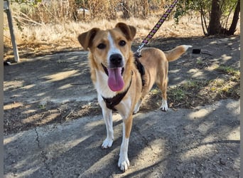 Süße Tilda sucht ihre Menschen Süße Tilda sucht ihre Menschen