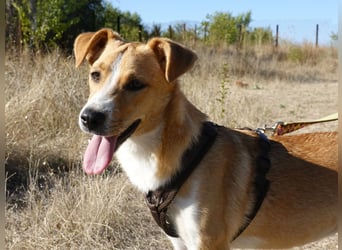 Süße Tilda sucht ihre Menschen Süße Tilda sucht ihre Menschen