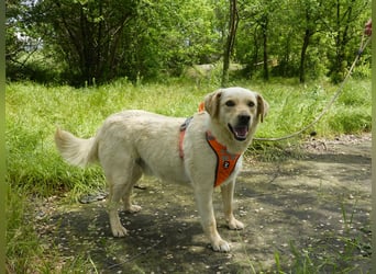 Sensibler Sam sucht liebevolle Menschen