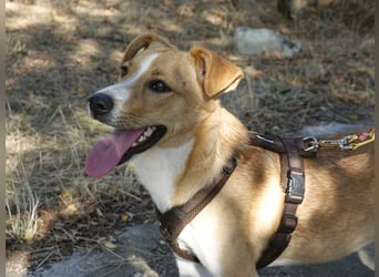 Süße Tilda sucht ihre Menschen Süße Tilda sucht ihre Menschen