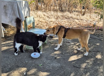 Süße Tilda sucht ihre Menschen Süße Tilda sucht ihre Menschen