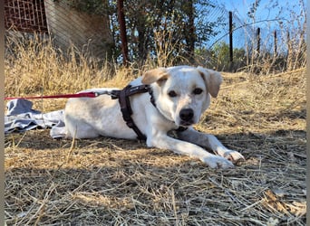 Bailey sucht ihre Menschen Bailey sucht ihre Menschen