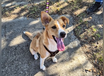 Süße Tilda sucht ihre Menschen Süße Tilda sucht ihre Menschen