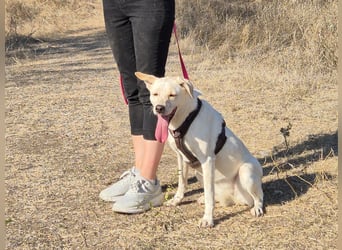Bailey sucht ihre Menschen Bailey sucht ihre Menschen