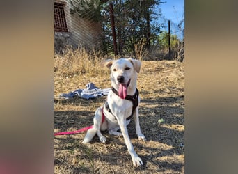 Bailey sucht ihre Menschen Bailey sucht ihre Menschen