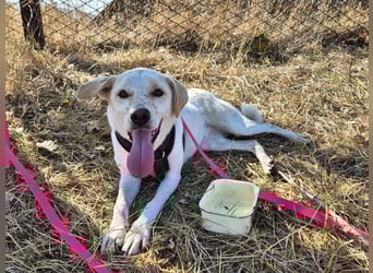 Bailey sucht ihre Menschen Bailey sucht ihre Menschen