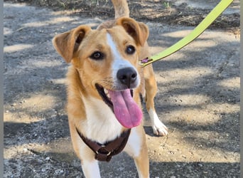 Süße Tilda sucht ihre Menschen Süße Tilda sucht ihre Menschen