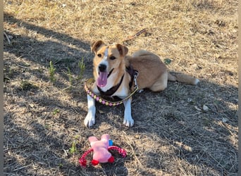 Süße Tilda sucht ihre Menschen Süße Tilda sucht ihre Menschen