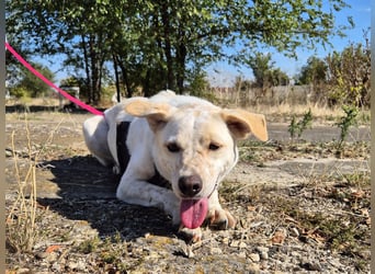 Bailey sucht ihre Menschen Bailey sucht ihre Menschen