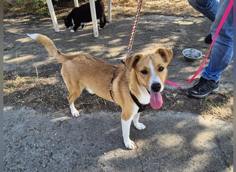 Süße Tilda sucht ihre Menschen Süße Tilda sucht ihre Menschen