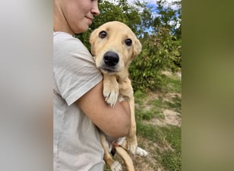 Fröhliches Labrador ähnl. Hundemädchen, 4Mon., 40cm, rundum sozial