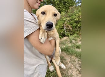 Fröhliches Labrador ähnl. Hundemädchen, 4Mon., 40cm, rundum sozial