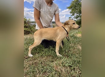 Fröhliches Labrador ähnl. Hundemädchen, 4Mon., 40cm, rundum sozial