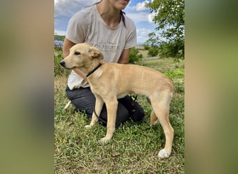 Fröhliches Labrador ähnl. Hundemädchen, 4Mon., 40cm, rundum sozial