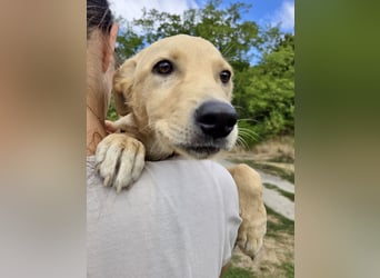 Fröhliches Labrador ähnl. Hundemädchen, 4Mon., 40cm, rundum sozial