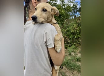 Fröhliches Labrador ähnl. Hundemädchen, 4Mon., 40cm, rundum sozial