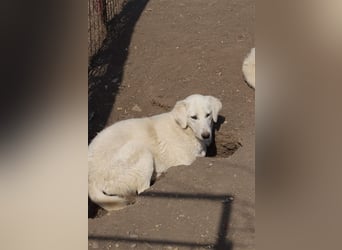 LOLA 2 vermisst ihre Schwester so sehr und möchte Rumänien ganz schnell verlassen