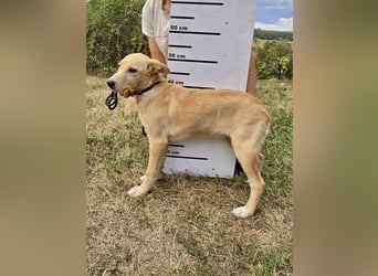 Fröhliches Labrador ähnl. Hundemädchen, 4Mon., 40cm, rundum sozial