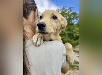 Fröhliches Labrador ähnl. Hundemädchen, 4Mon., 40cm, rundum sozial