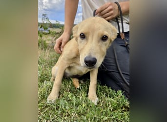 Fröhliches Labrador ähnl. Hundemädchen, 4Mon., 40cm, rundum sozial