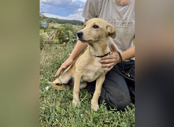 Fröhliches Labrador ähnl. Hundemädchen, 4Mon., 40cm, rundum sozial