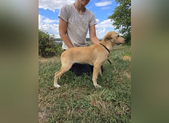 Fröhliches Labrador ähnl. Hundemädchen, 4Mon., 40cm, rundum sozial