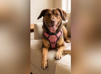 Luna, ganz lieber Familienhund