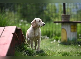 Romy - Labimixhündin sucht Familienanschluss