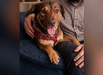 Luna, ganz lieber Familienhund
