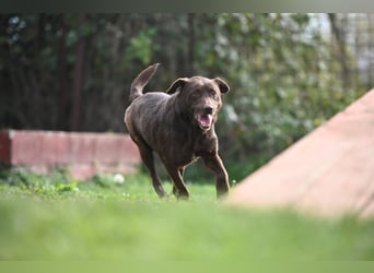 Tony - sanfter Herzenshund sucht liebevolles Zuhause