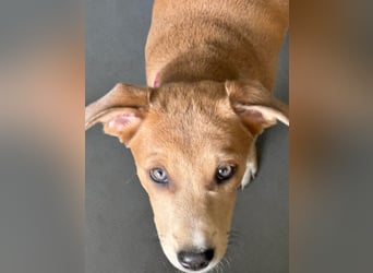 Gia, bildhübsches Mischlingsmädchen