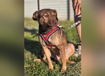 Luna, ganz lieber Familienhund