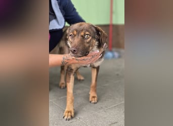 Luna, junge Mischlingshündin