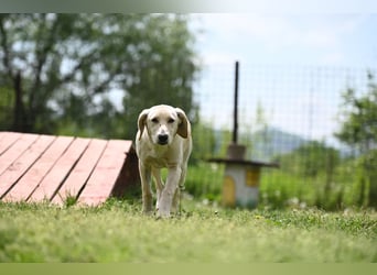 Romy - Labimixhündin sucht Familienanschluss