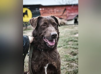 Tony - sanfter Herzenshund sucht liebevolles Zuhause