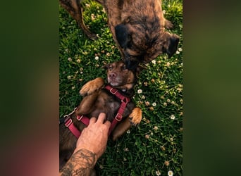 Luna, ganz lieber Familienhund