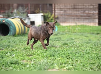 Tony - sanfter Herzenshund sucht liebevolles Zuhause