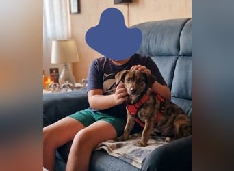 Luna, ganz lieber Familienhund