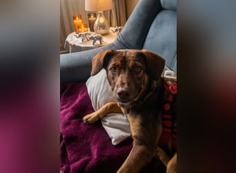 Luna, ganz lieber Familienhund