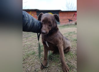 Tony - sanfter Herzenshund sucht liebevolles Zuhause