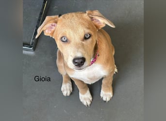 Gia, bildhübsches Mischlingsmädchen